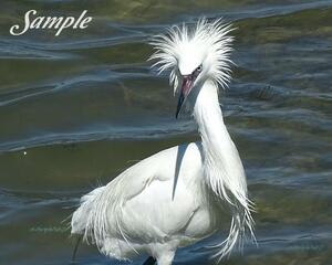 White-morph Redish Egret Bold Look 47-WhitemorphRedishEgretBoldLook