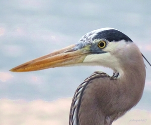 Great Blue Heron Smile 10-GBJeron-Cl