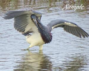 Tricolored Heron Dance 30-TricoloredHeron-Dance