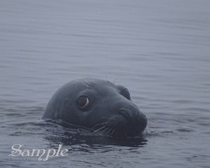 Harbor Seal - Misty Look HarborSeal-MystyLook