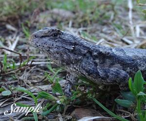 Lizard Eyeing the Scene 10-LizardEyeingtheScene