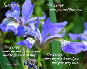 Lilies - The Lord Bless You 01-Lilies-38