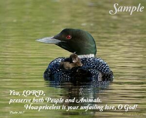 Loon Mom and Baby Psalm36 LoonMomBabyPsalm