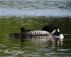 Loon Nap Time - Mom Baby Dragonflies Loon-MomBabyDragonflies
