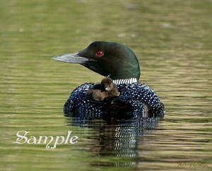 Loon - Mom with Baby Loon-BabyNest