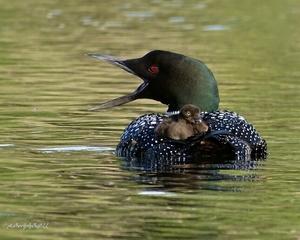Loon Song - Mom and Baby Loon-Song