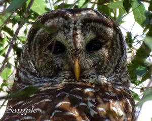 Owl - Bright Eyes Watching Owl-BrightEyes