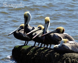 Pelican - Salty Bunch Pelican-SaltyBunch