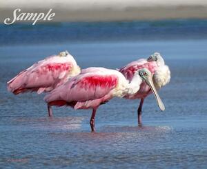 Spoonbills Nap Time 32-SpoonbillsNapTime