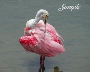 Spoonbill Ballet Pose 30-SpoonbillBalletPose