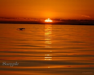 Sunset - Pelican Glide Sunset-PelicanGlide