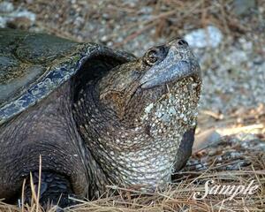 Turtle Mom's Hopeful Smile 32-TurtleHopefulSmile