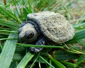 Turtle Baby Cross Country 20-TutleBaby-CrossCountry