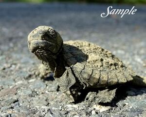 Baby Turtle Rest Stop 24-BabyTurtleRestStop