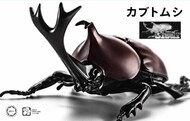  Fujimi  NoScale Biology Edition Beetle (Clear) FJM171043