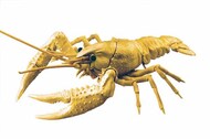  Fujimi  NoScale Biology Edition Crayfish (Gold)* FJM171081