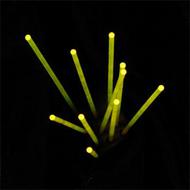 Yellow Flourescent Acrylic Rods (10) #PLA90281