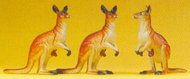 Kangaroos (3) #PRZ20392