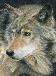  Royal Langnickel  NoScale Curious Eyes (Wolf) Pencil by Number Age 8+ (8.75"x11.75") RAL94358