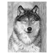 Alpha (Wolf Face) Sketching Made Easy Age 8+ (11.25