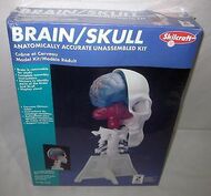  Skilcraft  NoScale Brain/Skull Anotamically Accurate Unassembled Kit SK71335