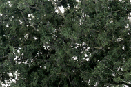  Woodland Scenics  NoScale Fine-Leaf Dark Green Foliage w/Plastic Tree Armature (75cu. in.) WOO1130