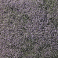 Flowering Foliage Purple (Covers 100sq. in. Bag/Cd) #WOO177