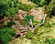 Realistic Dead Trees, Forest Debris & Log Jams (1/2oz.) #WOO30