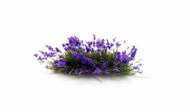 Purple Flower Tufts #WOOG6628