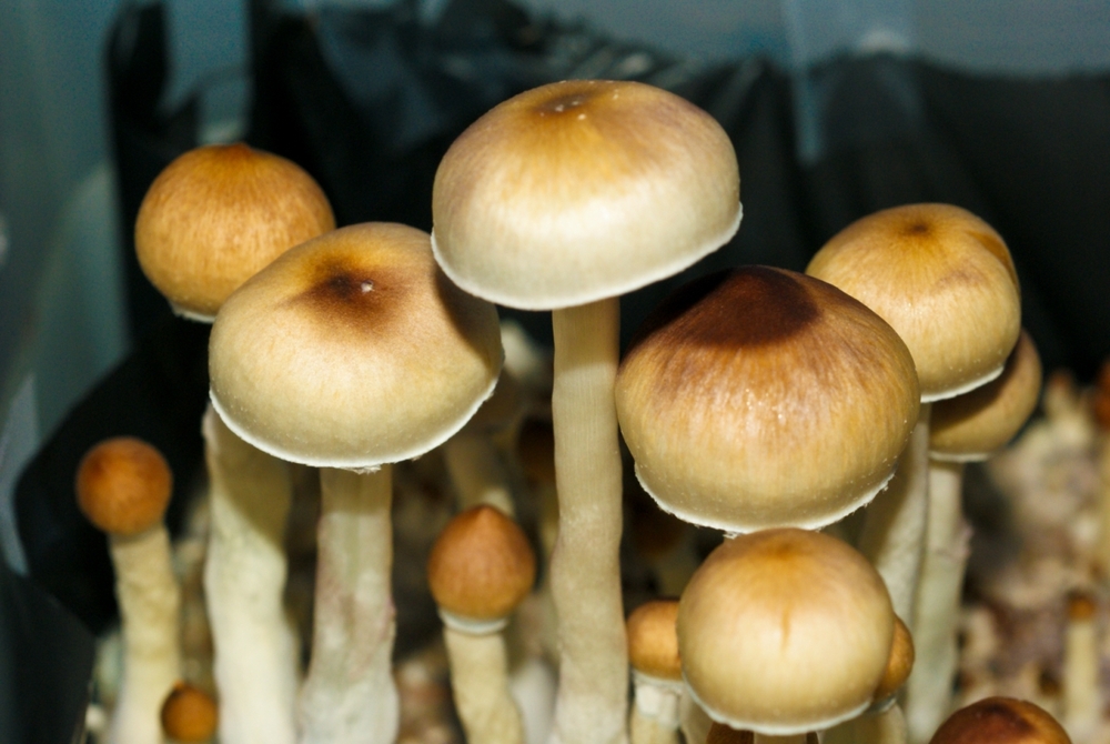 Psilocybe cubensis Lizard King Spores (4130) Lil Shop of Spores