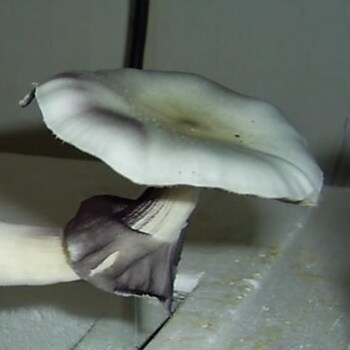 Psilocybe cubensis Albino A+ Spores #3845