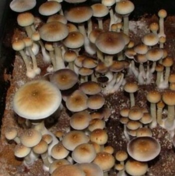Psilocybe cubensis Colorado Spores #3815