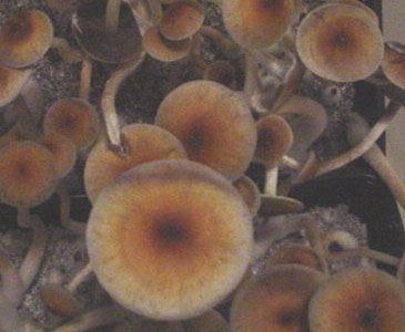 Psilocybe cubensis Panama Spores #3710