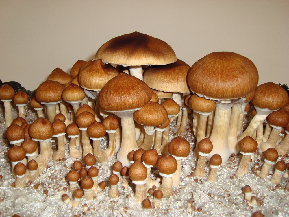 Psilocybe cubensis Corumba Spores (3805) Lil' Shop of Spores