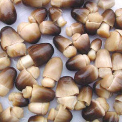 Paddy Straw Mushroom (Volvariella volvacea) #8060