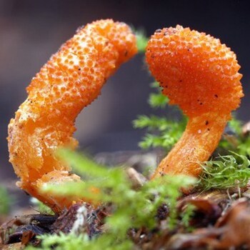Caterpillar Killer Mushroom (Cordycep militaris) 7025