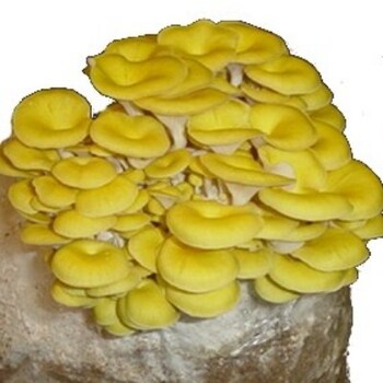 Oyster - Golden (Pleurotus citrinopileatus) 8035