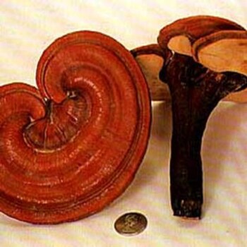 Reshi (Ganoderma lucidum) 8070
