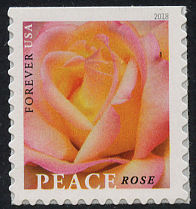 5280 Forever Peace Rose Used  Single #5280used