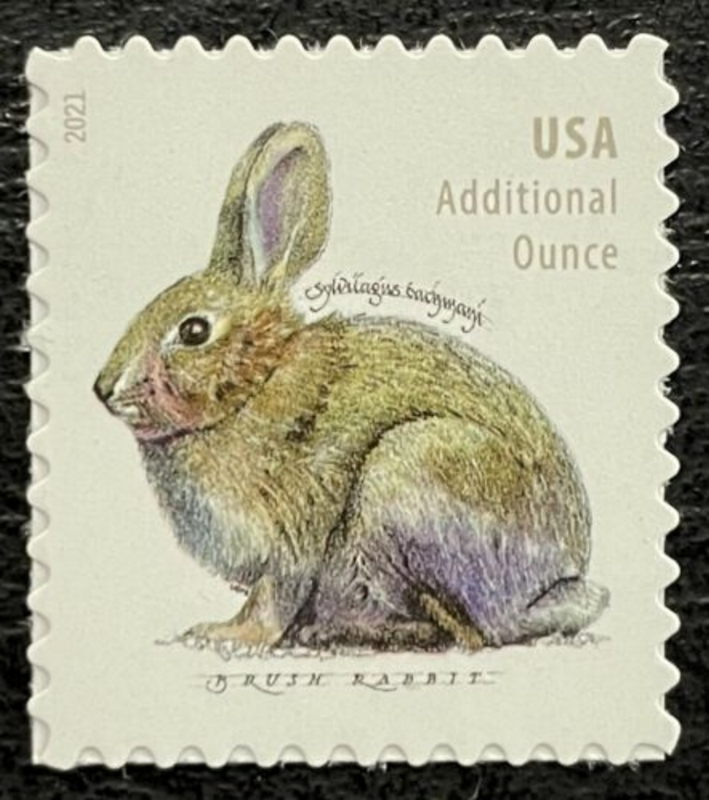 5544 20c Brush Rabbit Mint  Single #5544nh