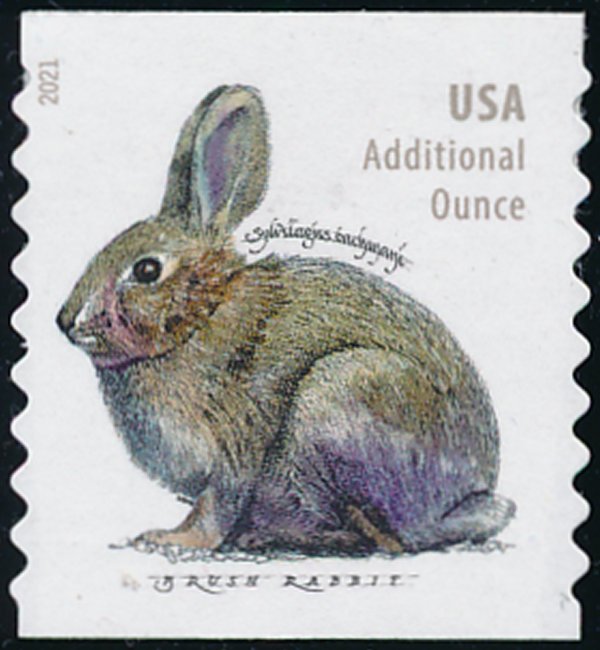 5545 20c Brush Rabbit Coil Mint   Single #5545nh