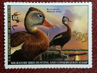 RW87 2020 25 Black Bellied  Whistling  Duck Stamp Mint Single #rw87nh