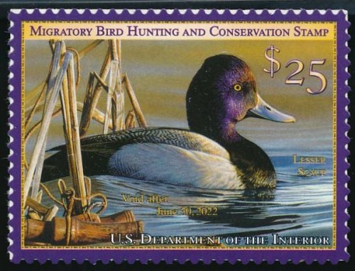 RW88 2021 25 Lesser Scaup  Duck Stamp Mint Single #rw88nh