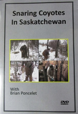 Snaring Coyotes in Saskatchewan 0001517