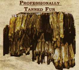 Professionally Tanned Fur #protanfur